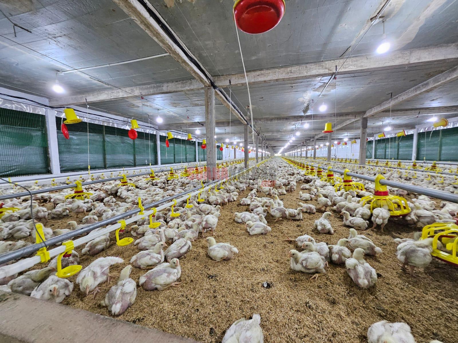 Usaha Peternakan Ayam